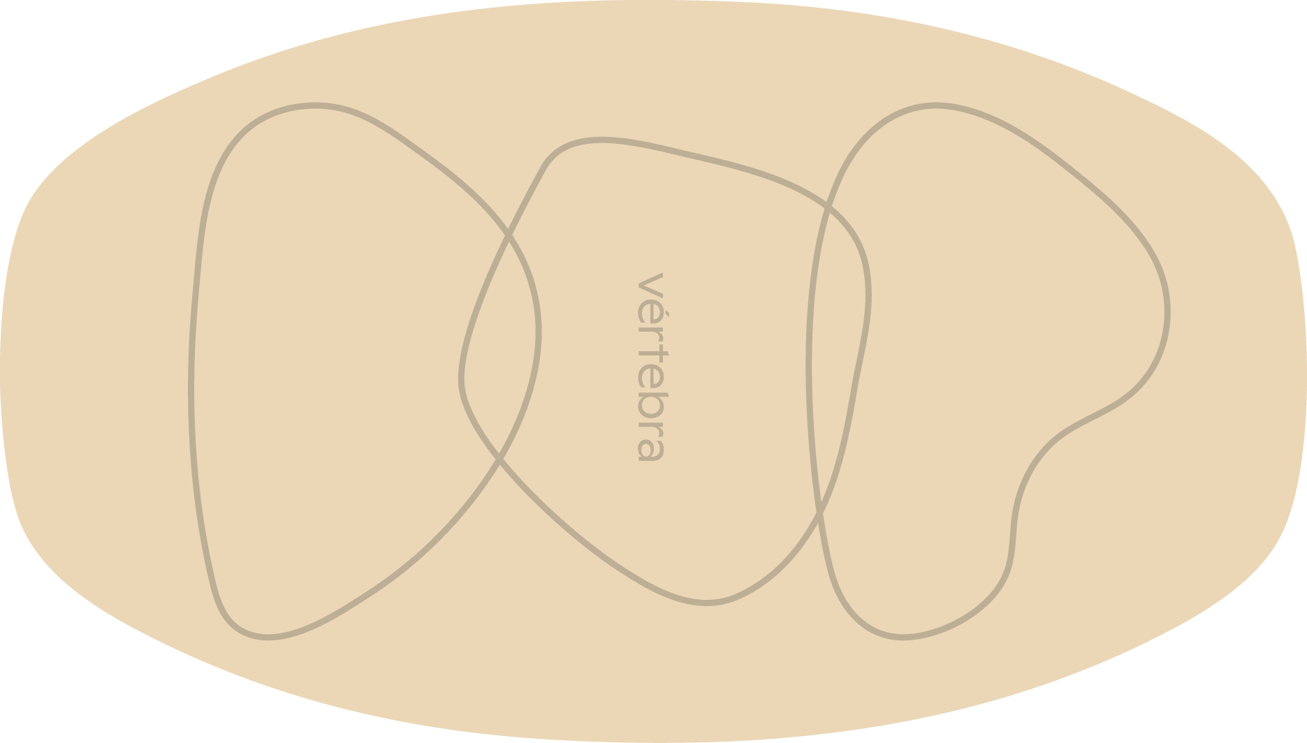 Tabla de Equilibrio VértebraMX®