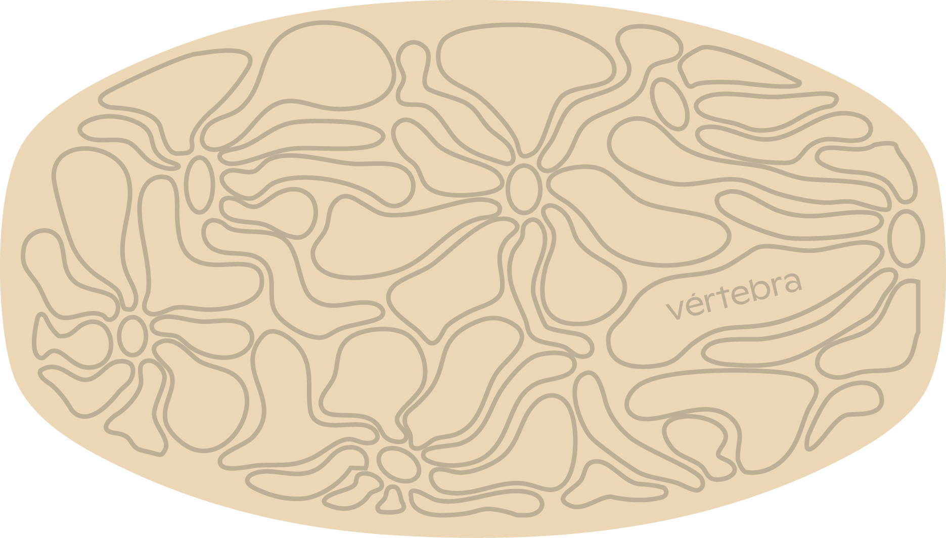 Tabla de Equilibrio VértebraMX®