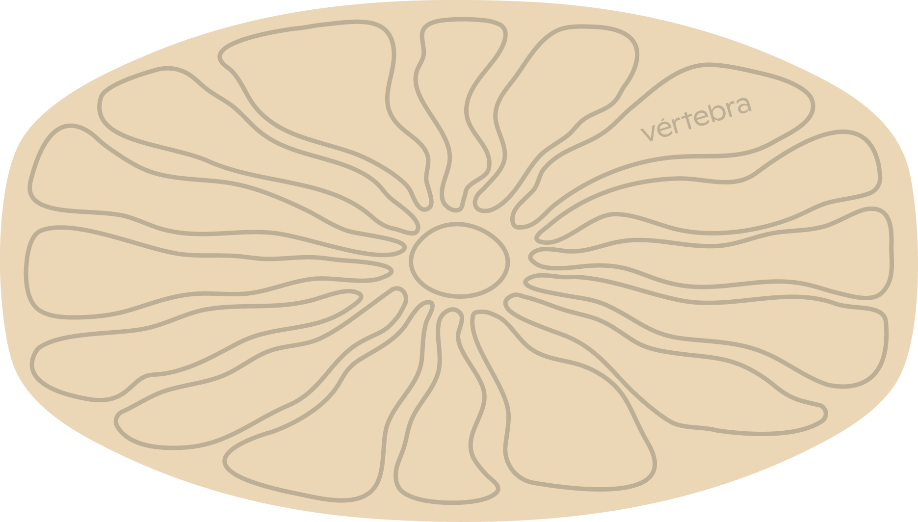 Tabla de Equilibrio VértebraMX®
