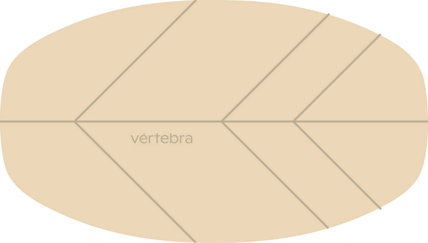 Tabla de Equilibrio VértebraMX®