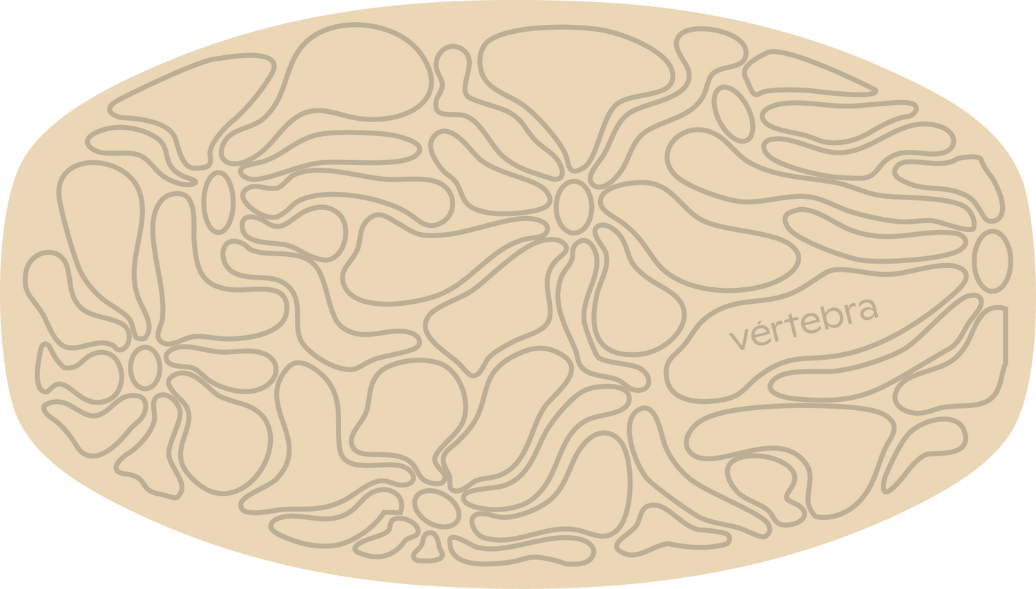 Tabla de Equilibrio VértebraMX®