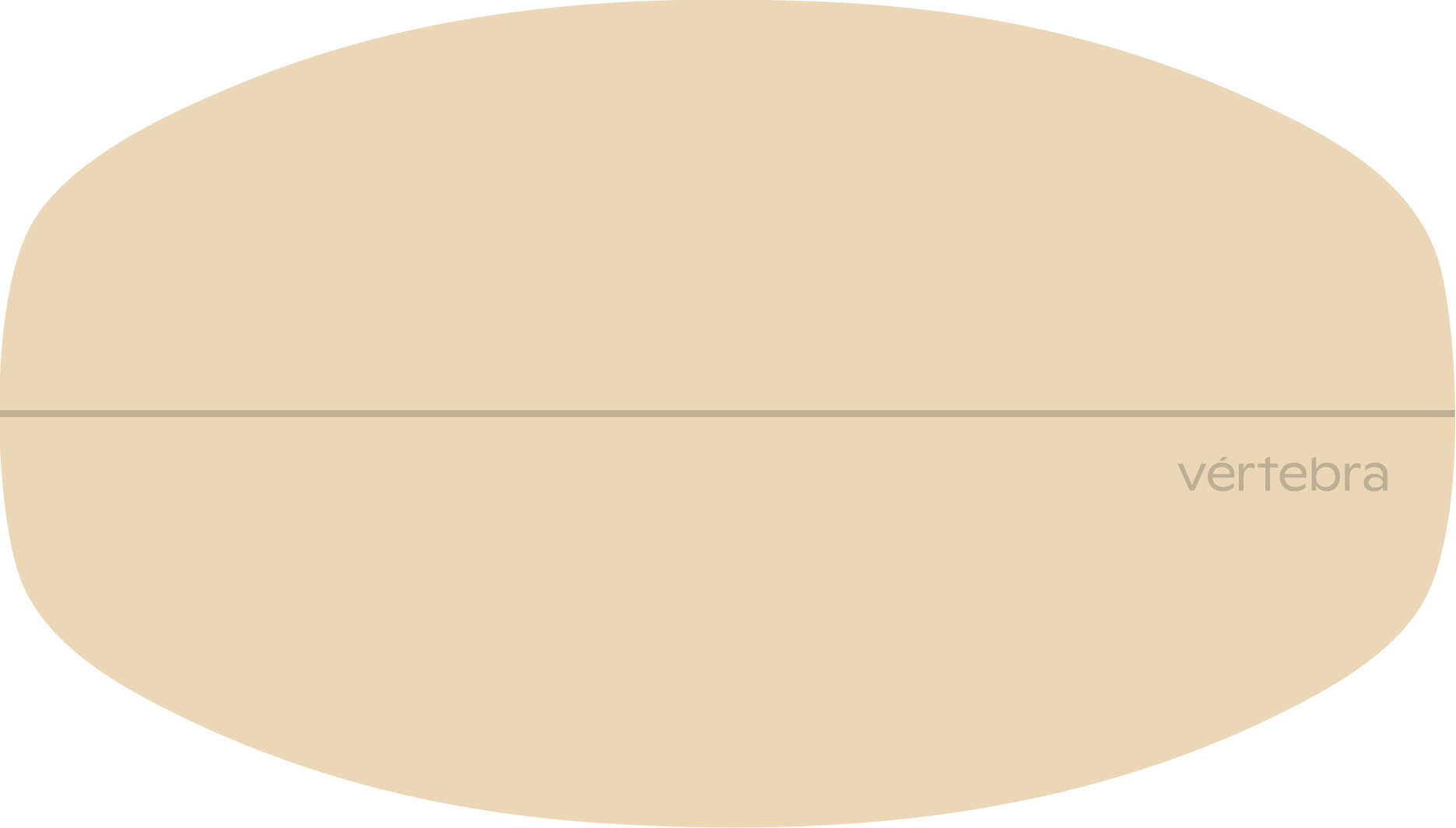 Tabla de Equilibrio VértebraMX®